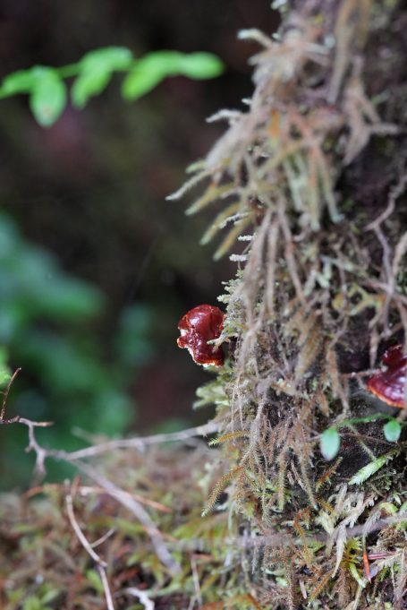 Braune Pilze wachsen auf moosbedecktem Holz im Wald.
