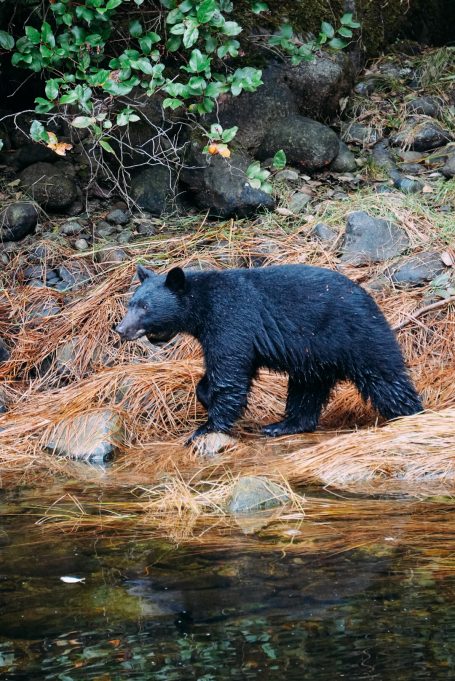 Ein schwarzer Bär steht an einem Ufer, umgeben von Bäumen und Wasser.