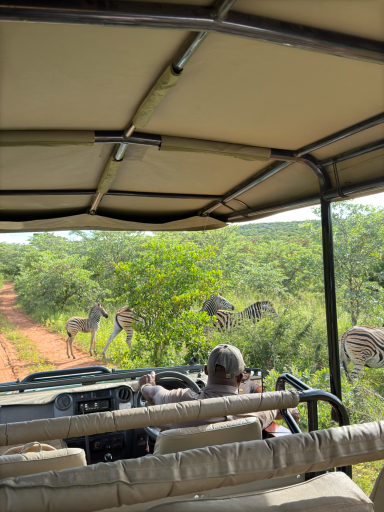Ein Safari-Fahrzeug mit Blick auf Giraffen in der afrikanischen Savanne.