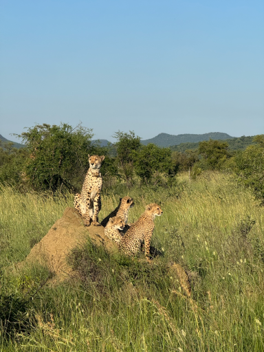 Drei Geparden sitzen auf einem Erdhügel in einer grünen Landschaft.