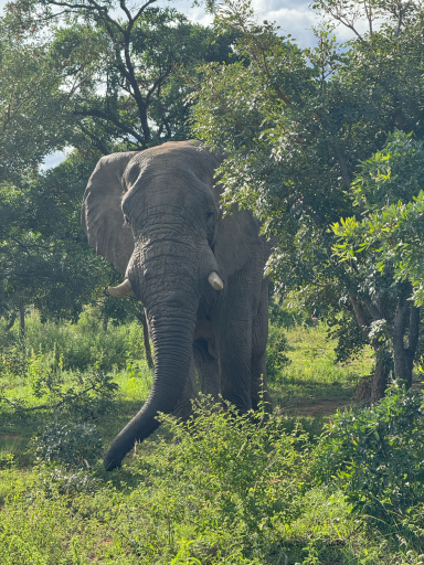 Elefant steht zwischen Bäumen in einer grünen Landschaft.