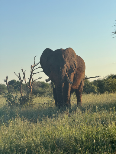 Ein Elefant steht auf einer grünen Wiese, umgeben von strahlend blauem Himmel.