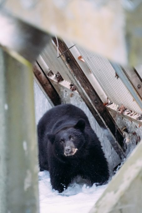 Schwarzer Bär steht zwischen Trümmern in einer verschneiten Umgebung.
