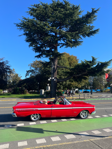 Roter Cabrio auf einer Straße, im Hintergrund ein großer Baum und blauer Himmel.