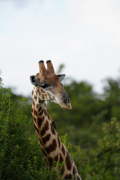 Eine Giraffe schaut über das Gestrüpp in die Umgebung.