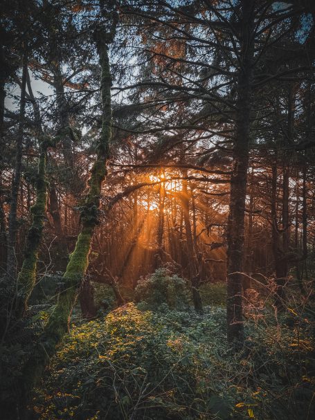 Sonnenstrahlen durch dichte Bäume in einem ruhigen, moosbedeckten Wald.