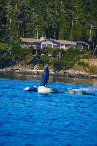 Orca-Wal taucht neben einem Ufer mit einem Holzhaus und Bäumen auf.