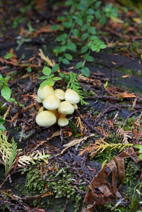 Gelbe Pilze wachsen auf feuchtem Waldboden zwischen Moos und Blättern.