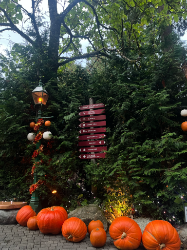 Herbstliche Dekoration mit Kürbissen, laterne und grünem Hintergrund.