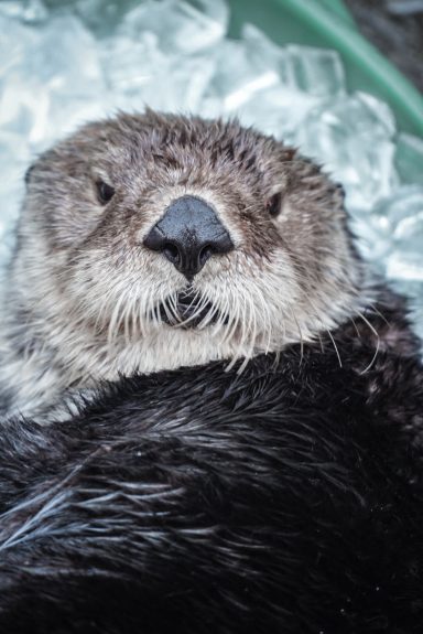 Otter auf Eis, mit nassem Fell und neugierigem Ausdruck.
