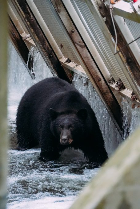 Ein schwarzer Bär steht im Wasser zwischen Holzstrukturen.