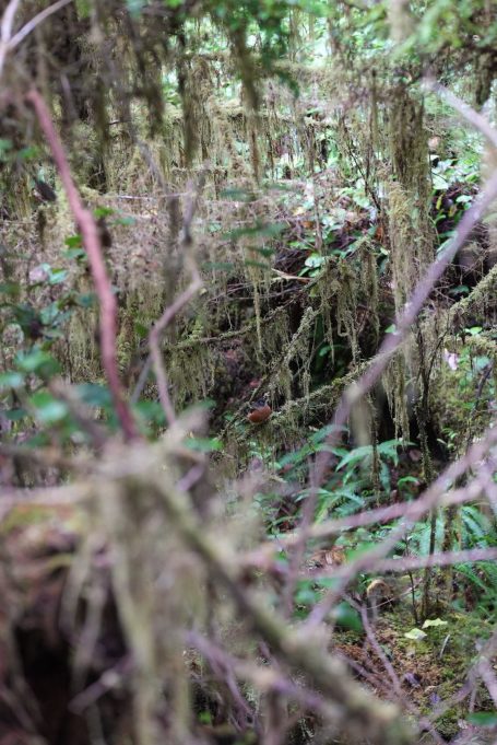 Dichter, moosbewachsener Wald mit verwachsenen Ästen und einem natürlichen, geheimnisvollen Ambiente.
