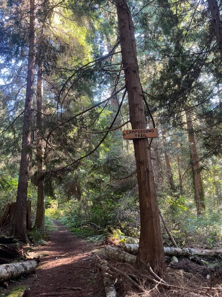 Waldweg mit einem beschilderten Baum und dichter Vegetation.