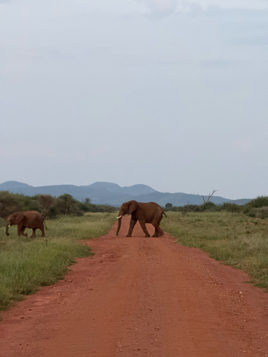 Zwei Elefanten auf einem roten Weg in der Savanne, im Hintergrund sanfte Hügel.