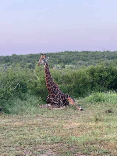 Eine Giraffe sitzt auf dem Boden in einer grünen Landschaft.