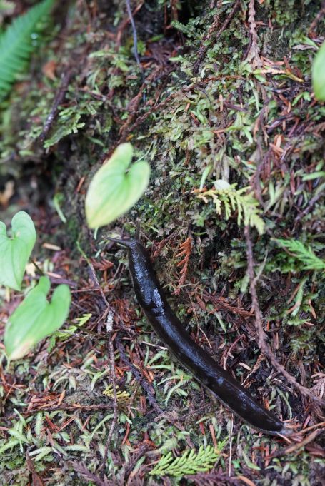 Eine dunkle Schnecke kriecht über moosbedeckten Boden zwischen jungen Pflanzen.
