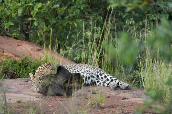 Ein Leopard ruht sich auf einem Felsen, umgeben von grüner Vegetation.