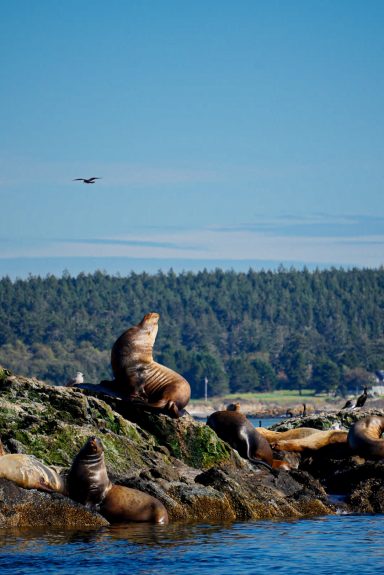 Seelöwen liegen auf Felsen am Wasser, im Hintergrund eine Waldlandschaft.