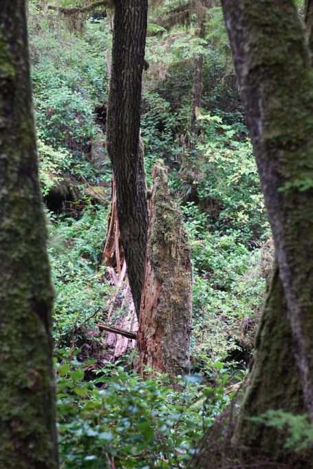 Sicht auf einen dichten Wald mit verschiedenen Baumstämmen und frischem, grünem Laub.