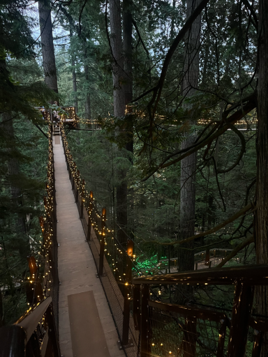 Ein schmaler Hängebrücke zwischen hohen Bäumen, umgeben von grünen Blättern und Lichtern.