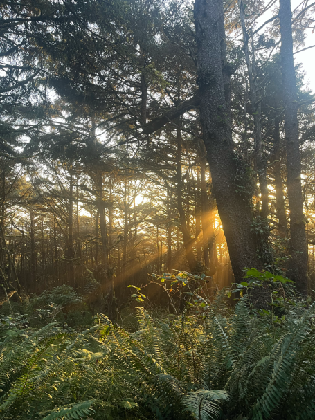 Sonnenstrahlen durch einen dichten Wald mit Farnen im Vordergrund.