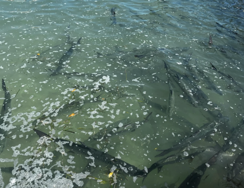 Eine Schule von Fischen schwimmt in klarem Wasser mit Blasen.