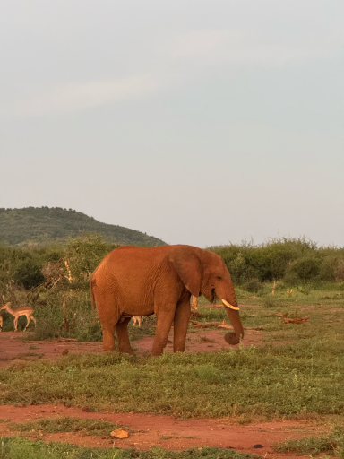 Ein orangefarbener Elefant frisst Gras vor einem hügeligen Hintergrund.